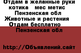 Отдам в желанные руки котика 2 мес метис - Пензенская обл. Животные и растения » Отдам бесплатно   . Пензенская обл.